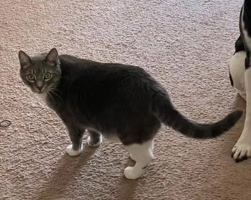 Lost cat in Cartersville, GA, 30120
