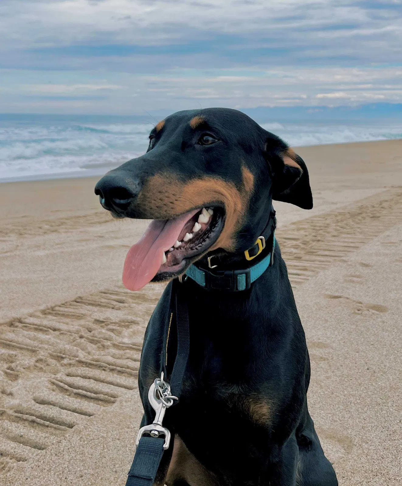 Lost dog in Oxnard, CA, 93030