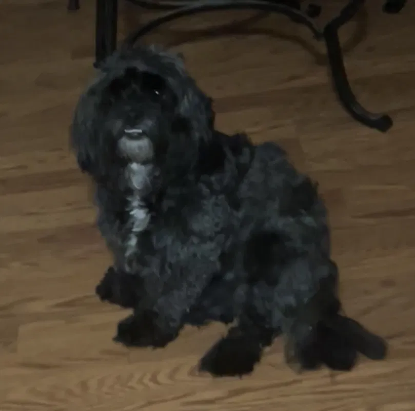Lost dog in Henrico, VA, 23231