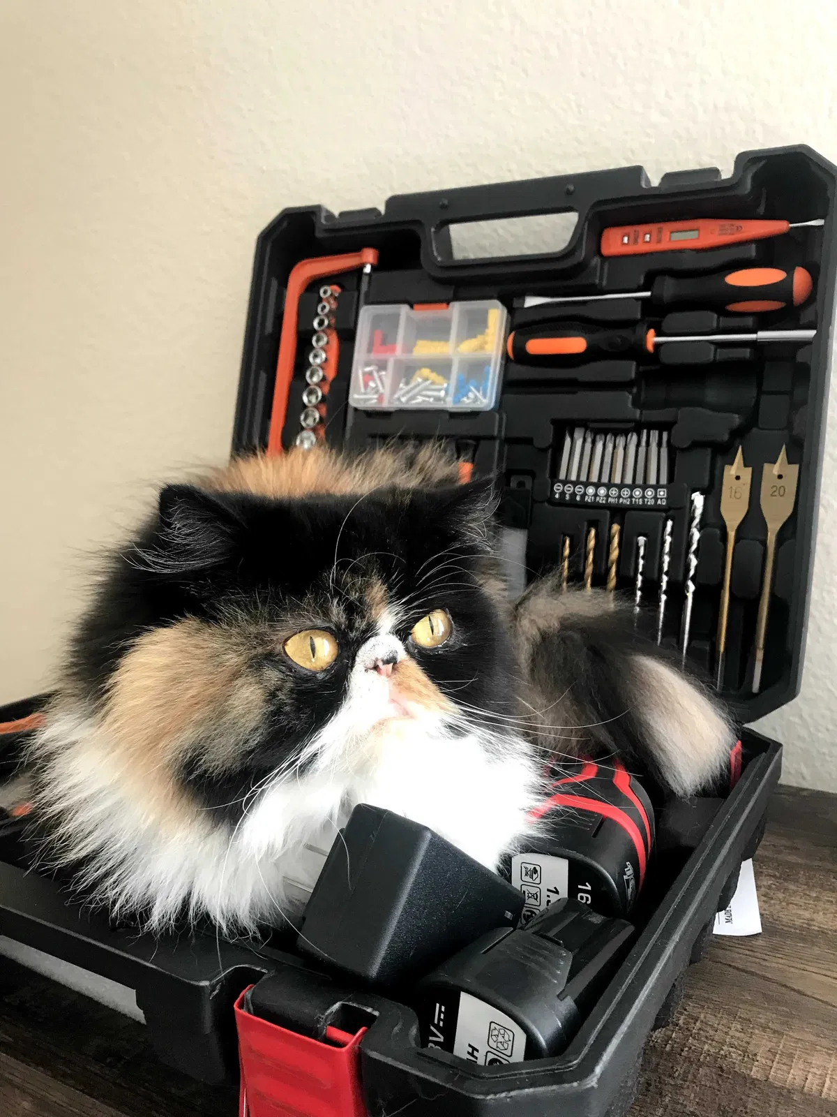 Lost cat in Carlsbad, CA, 92009