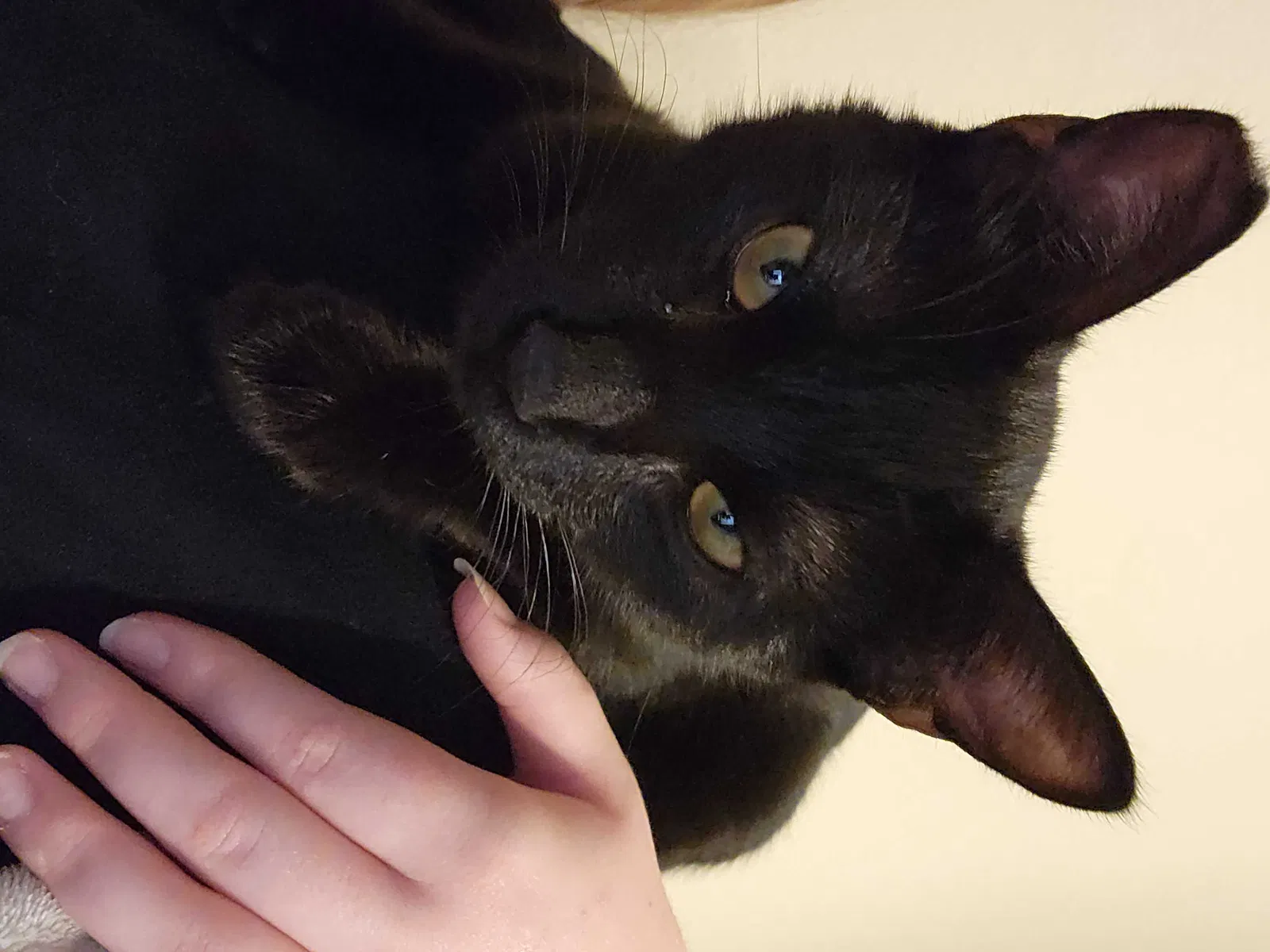 Lost cat in Denton, TX, 76205