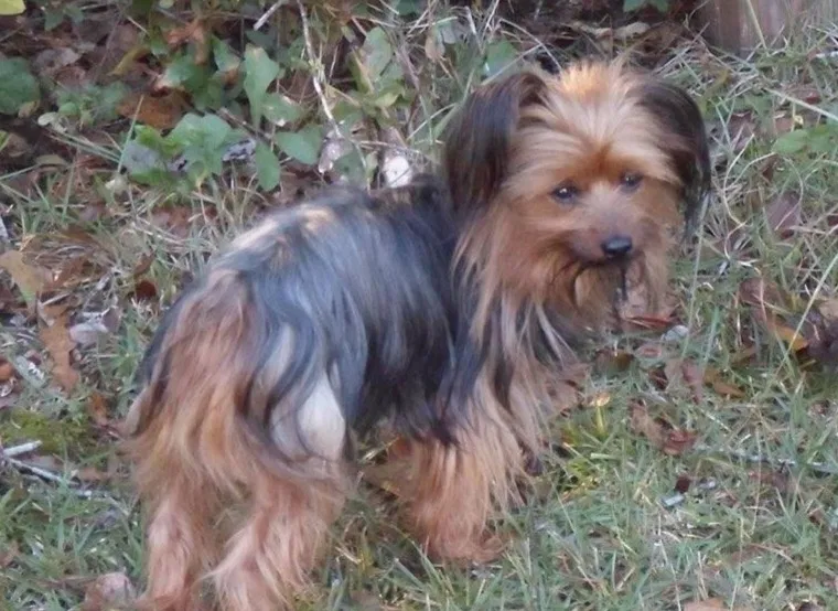 Lost dog in Manning, SC, 29102