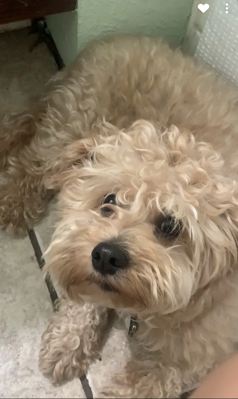 Lost dog in Fontana, CA, 92336