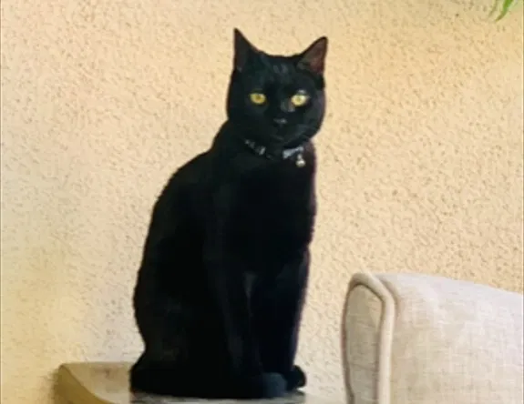 Lost cat in Las Vegas, NV, 89135