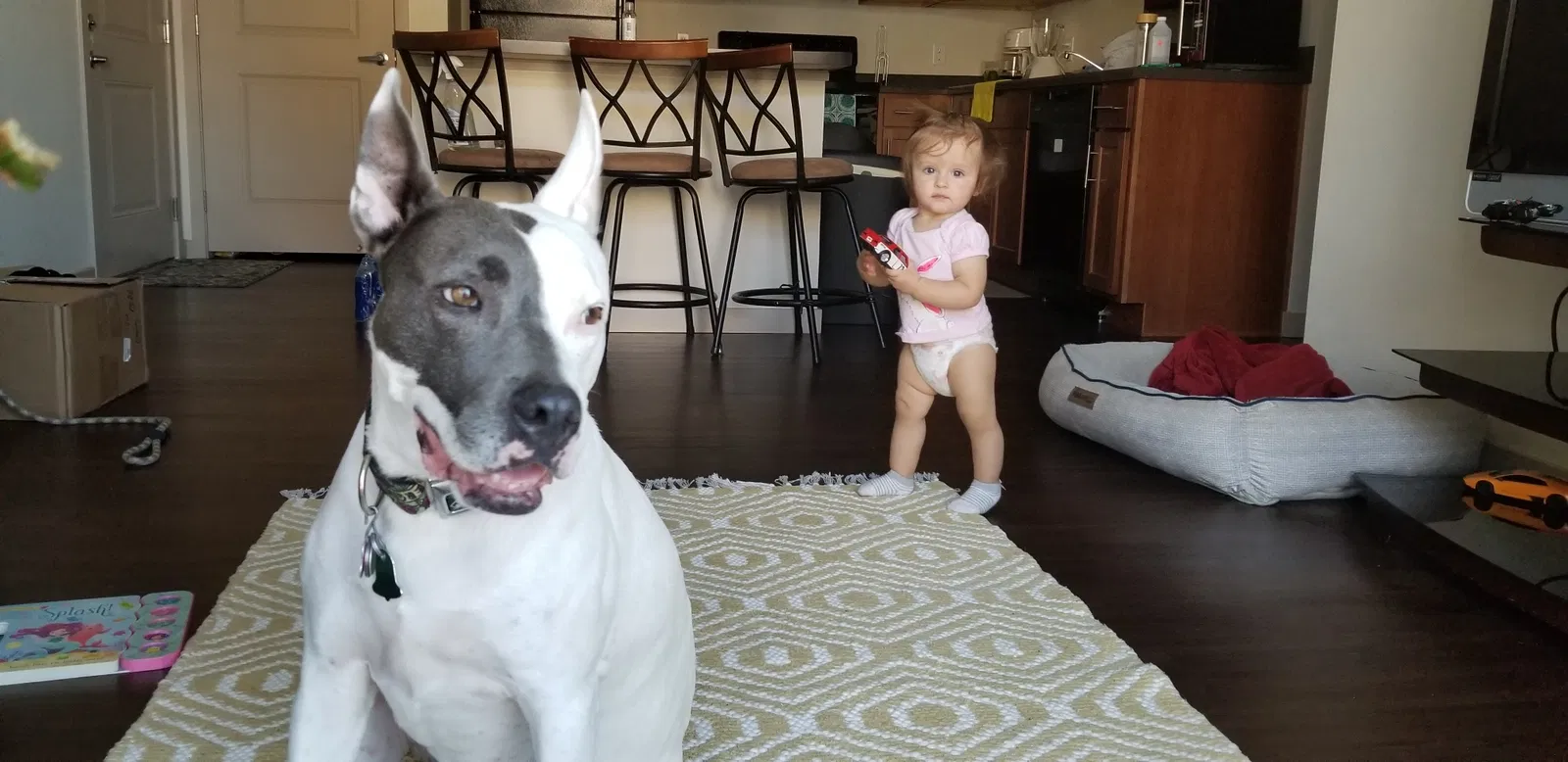 Lost dog in Longmont, CO, 80504