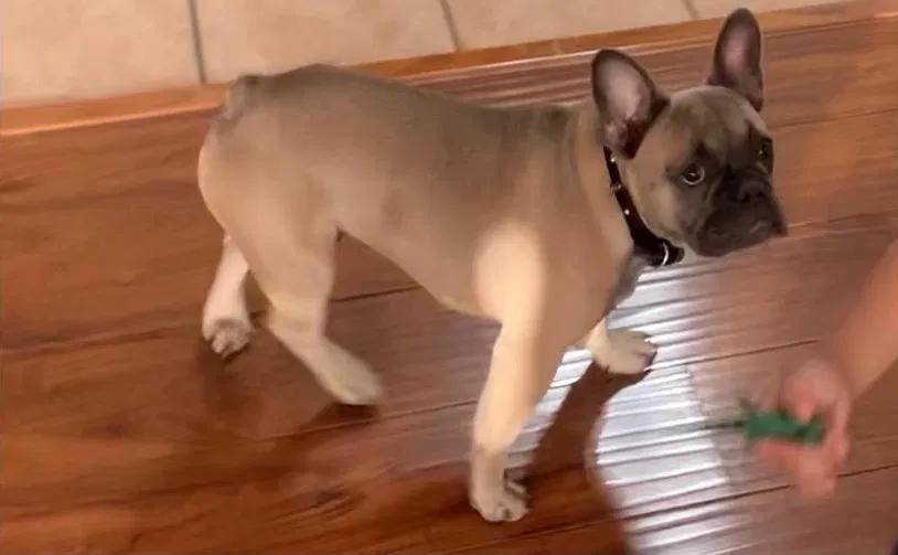 Lost dog in Canyon Country, CA, 91351