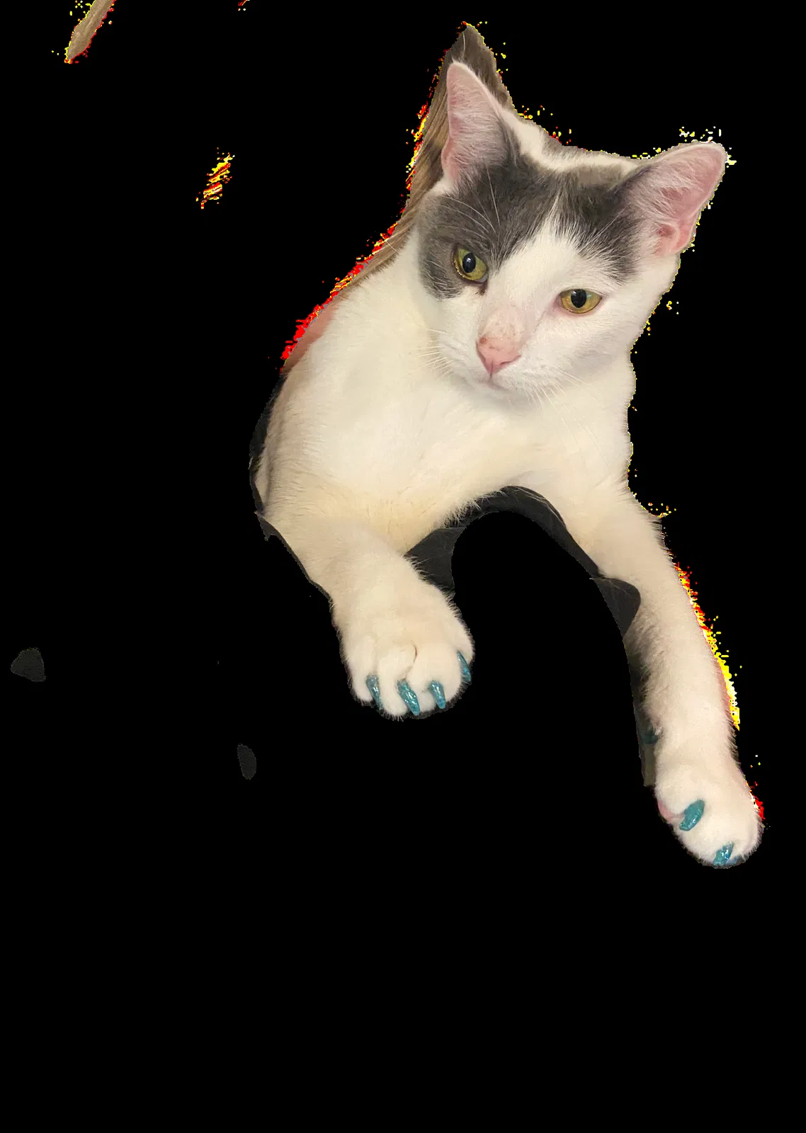 Lost cat in Jacksonville, FL, 32256