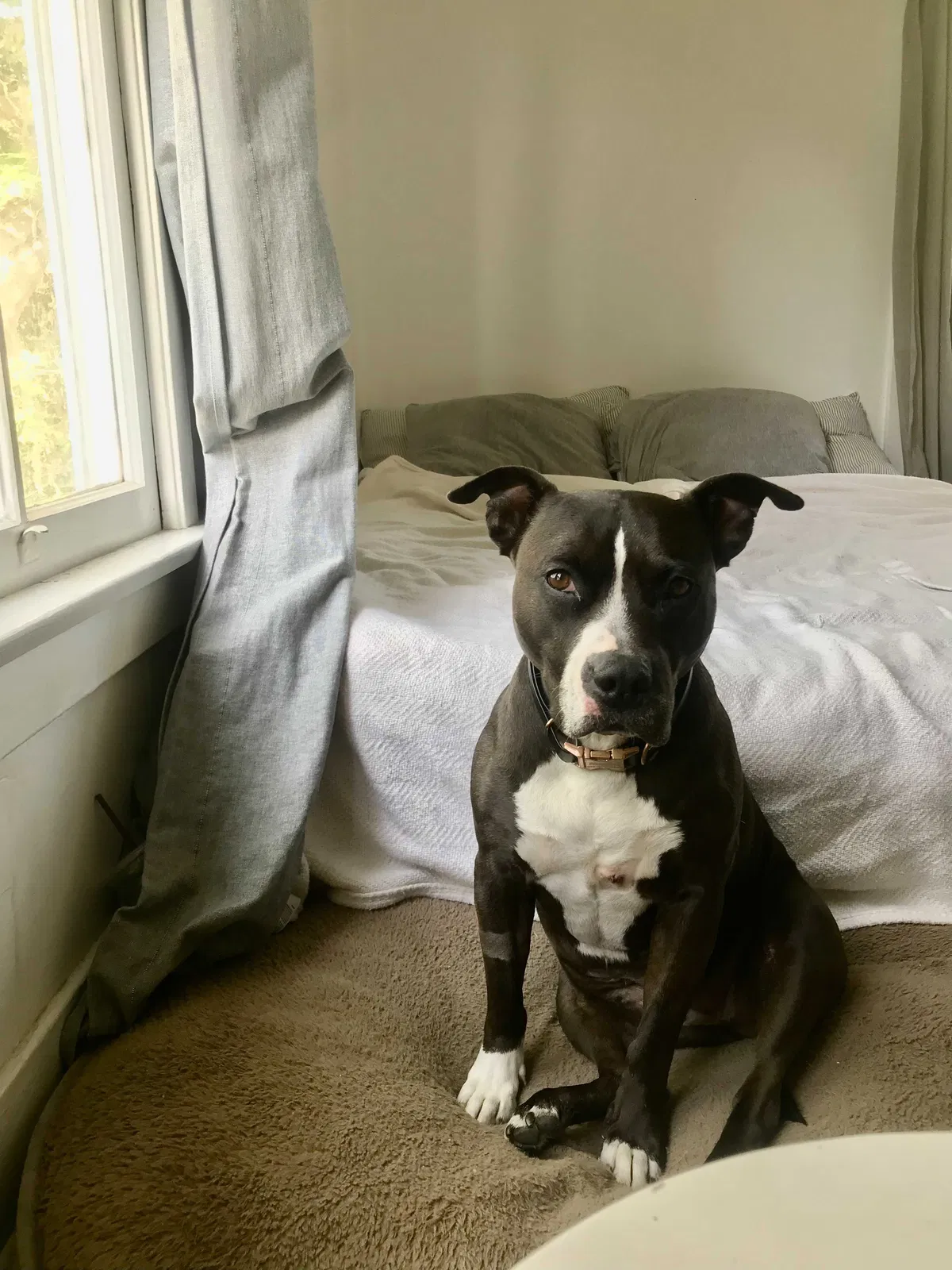 Lost dog in Rowland Heights, CA, 91748
