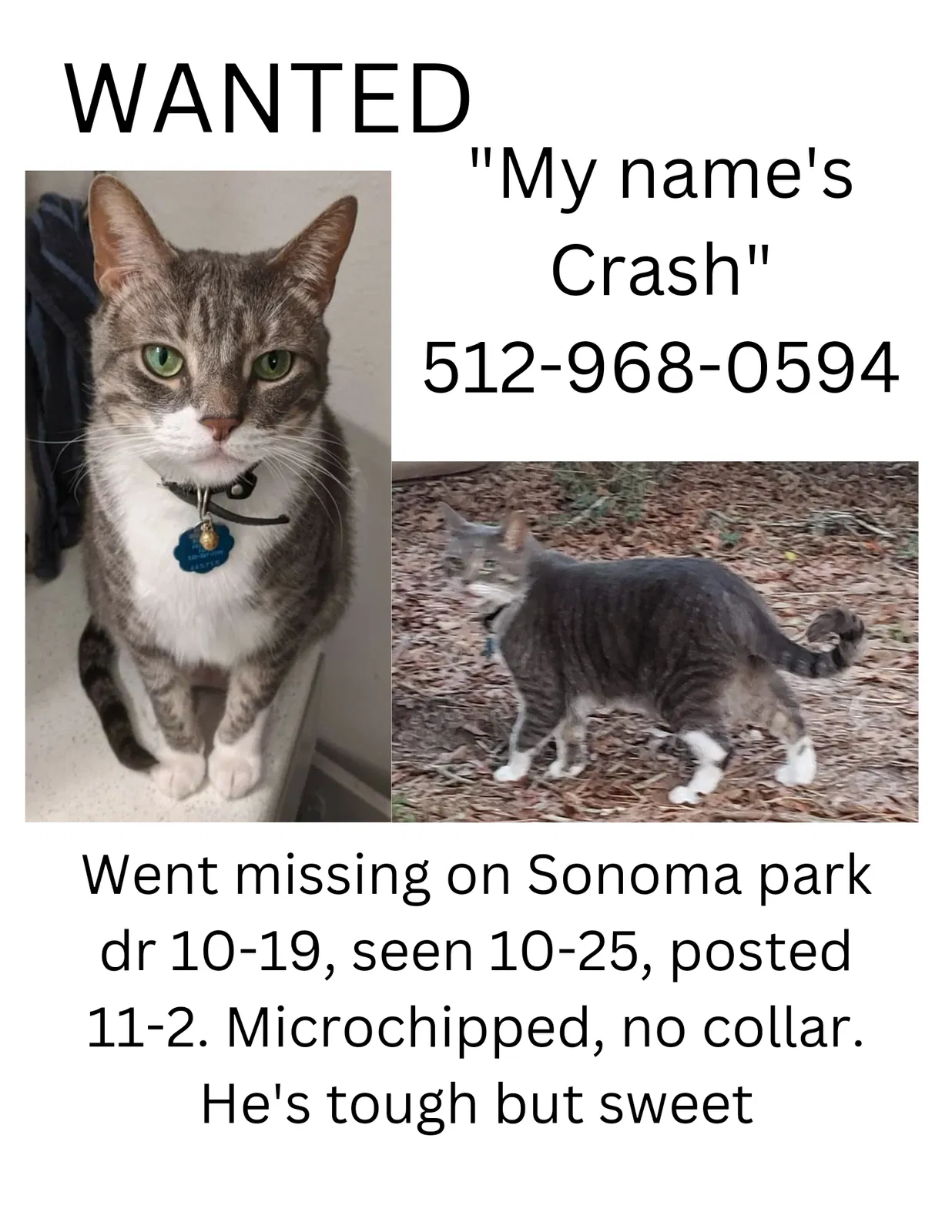 Lost cat in Houston, TX, 77049