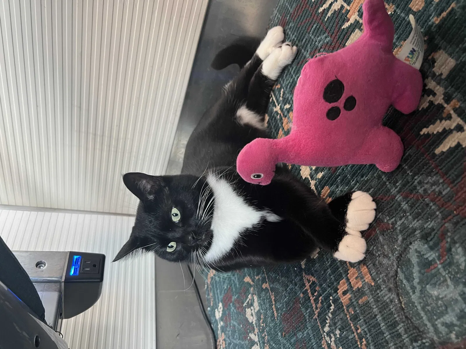 Lost cat in Riverside, CA, 92508