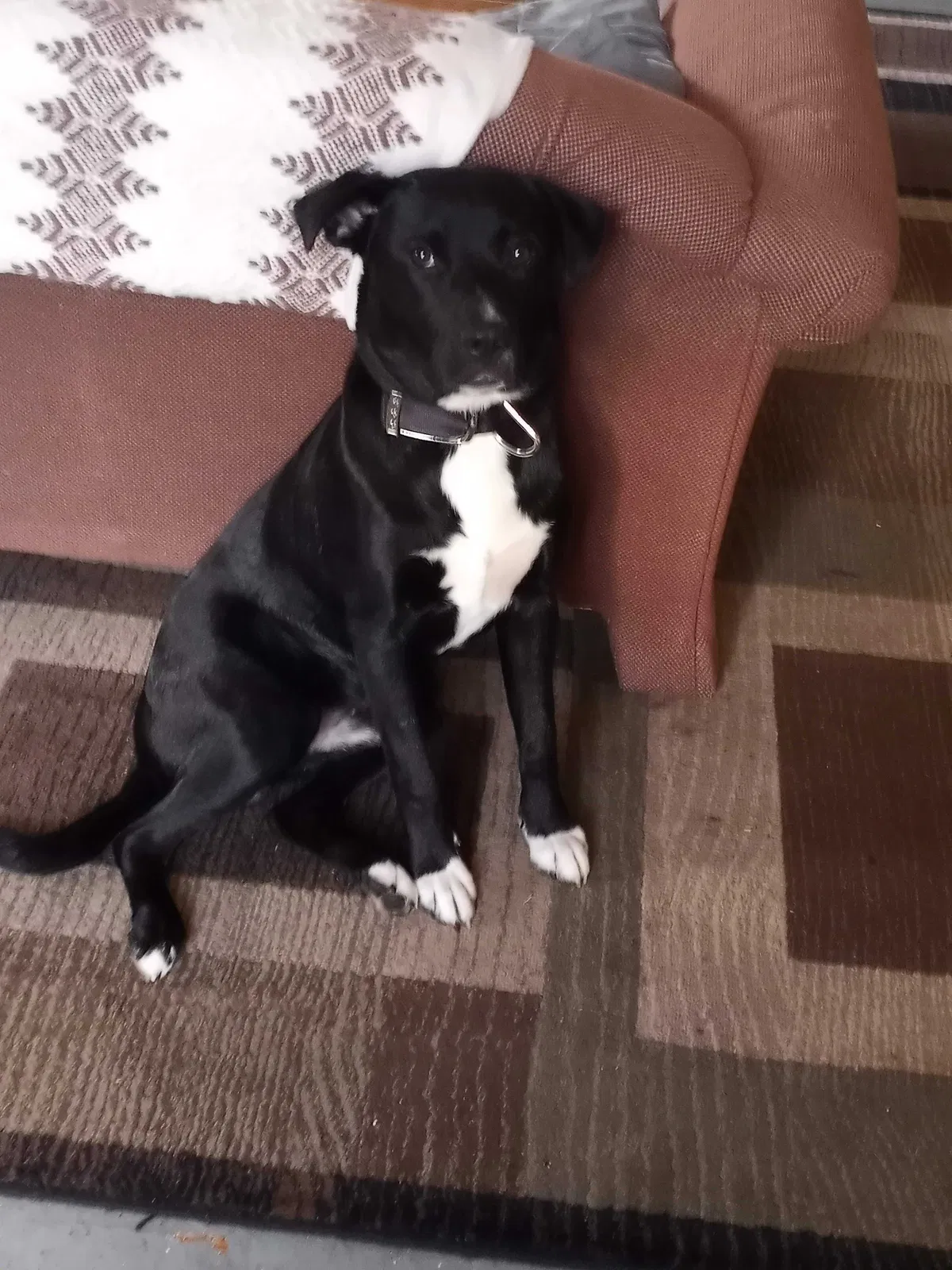 Lost dog in Des Moines, IA, 50315