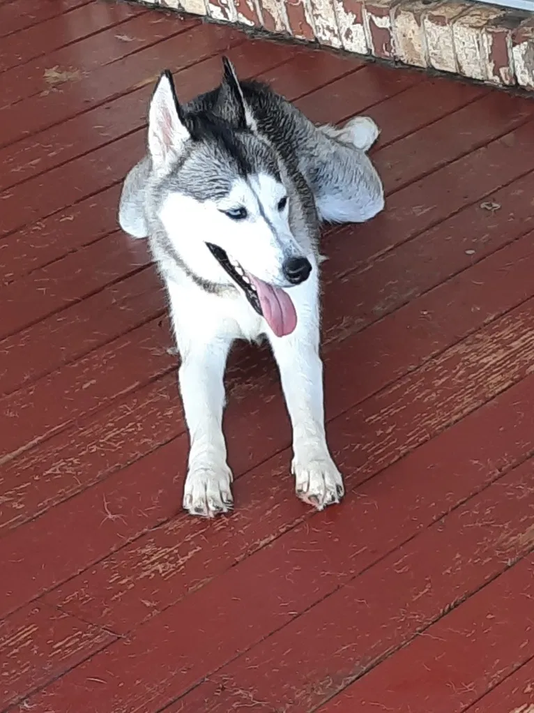 Lost dog in Clio, AL, 36017