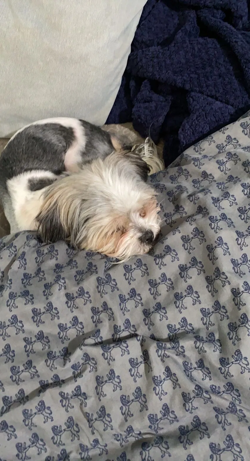 Lost dog in Herriman, UT, 84096
