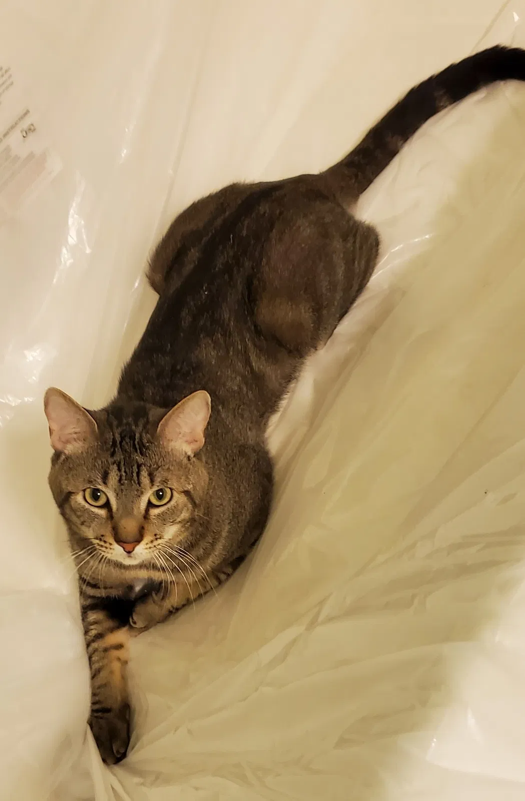 Lost cat in Round Rock, TX, 78664