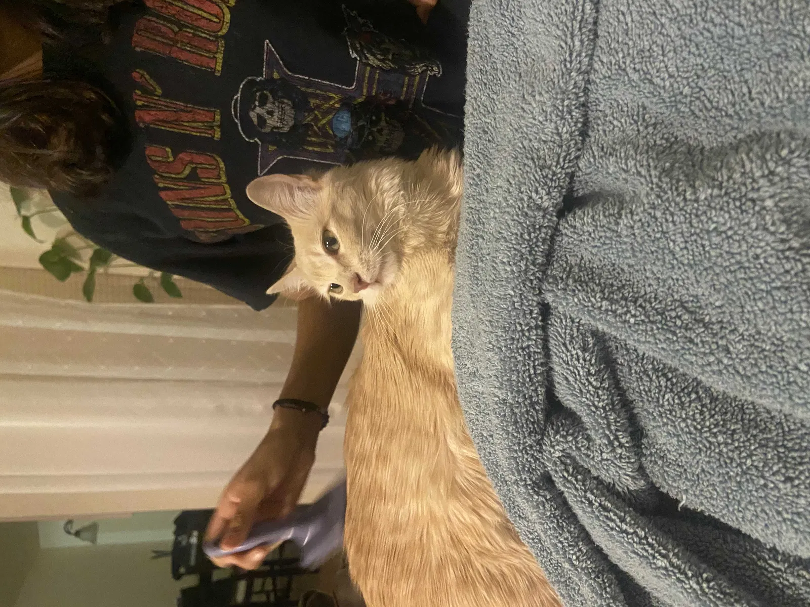 Lost cat in Rio Rancho, NM, 87124