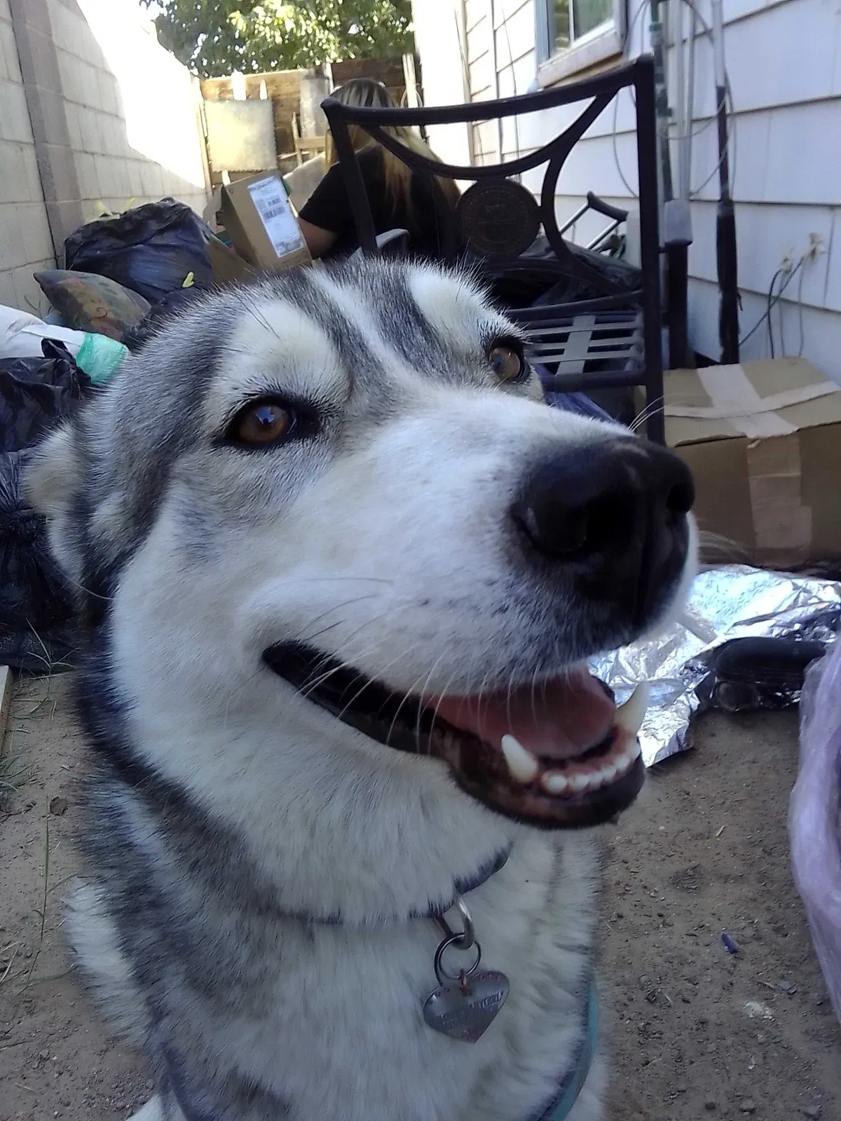 Lost dog in Las Vegas, NV, 89120