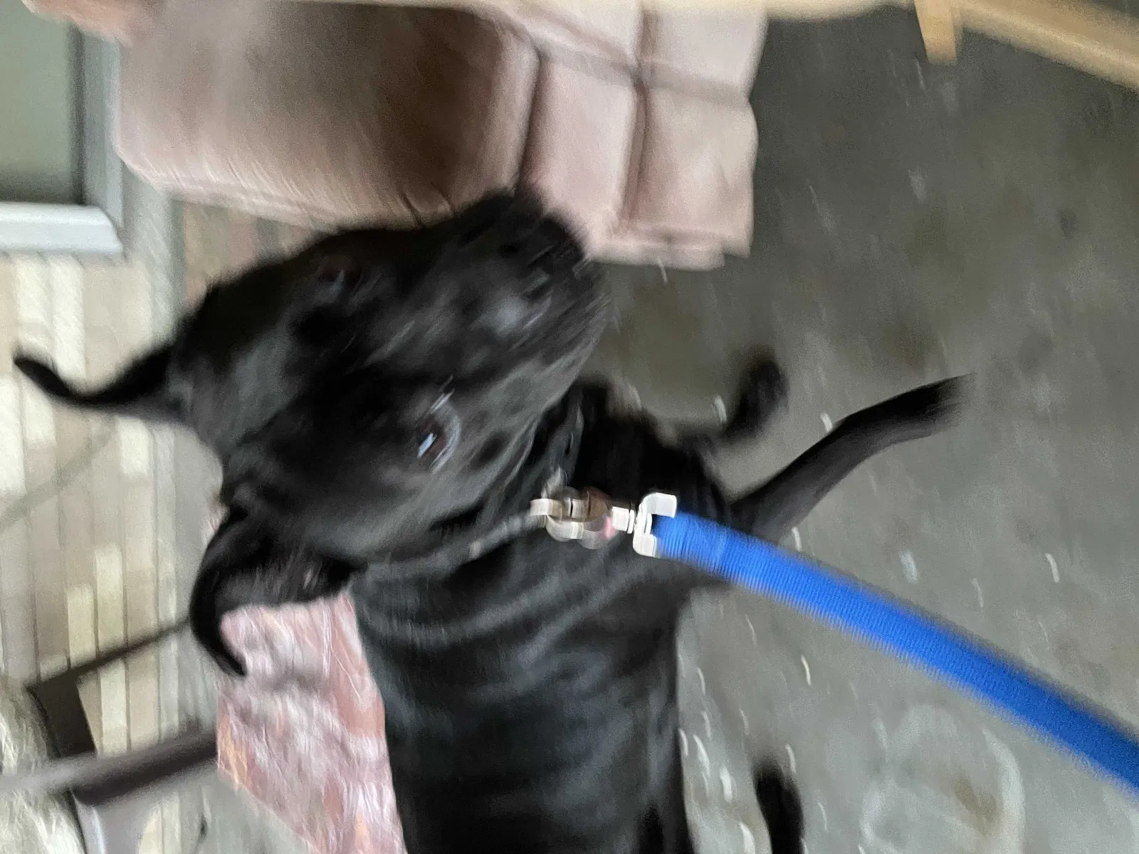 Found dog in Schriever, LA, 70395