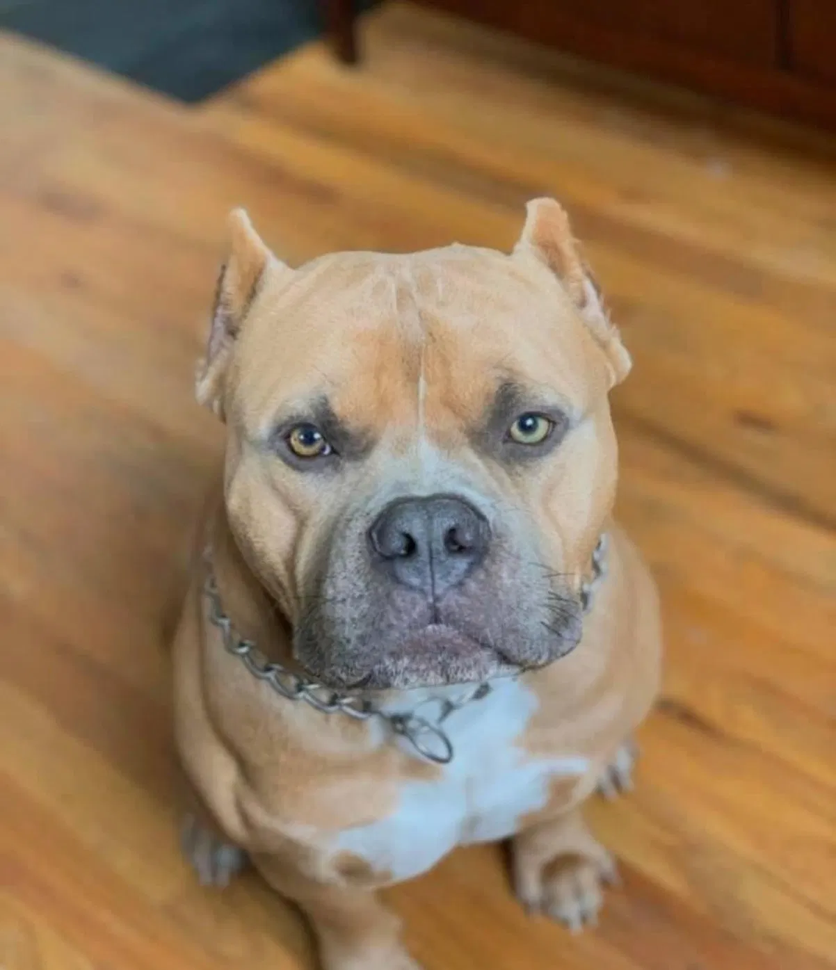 Lost dog in Denver, CO, 80204