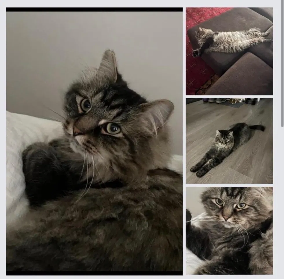 Lost cat in Huntersville, NC, 28078