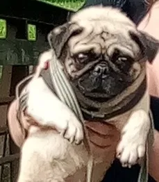 Lost dog in Detroit, MI, 48228