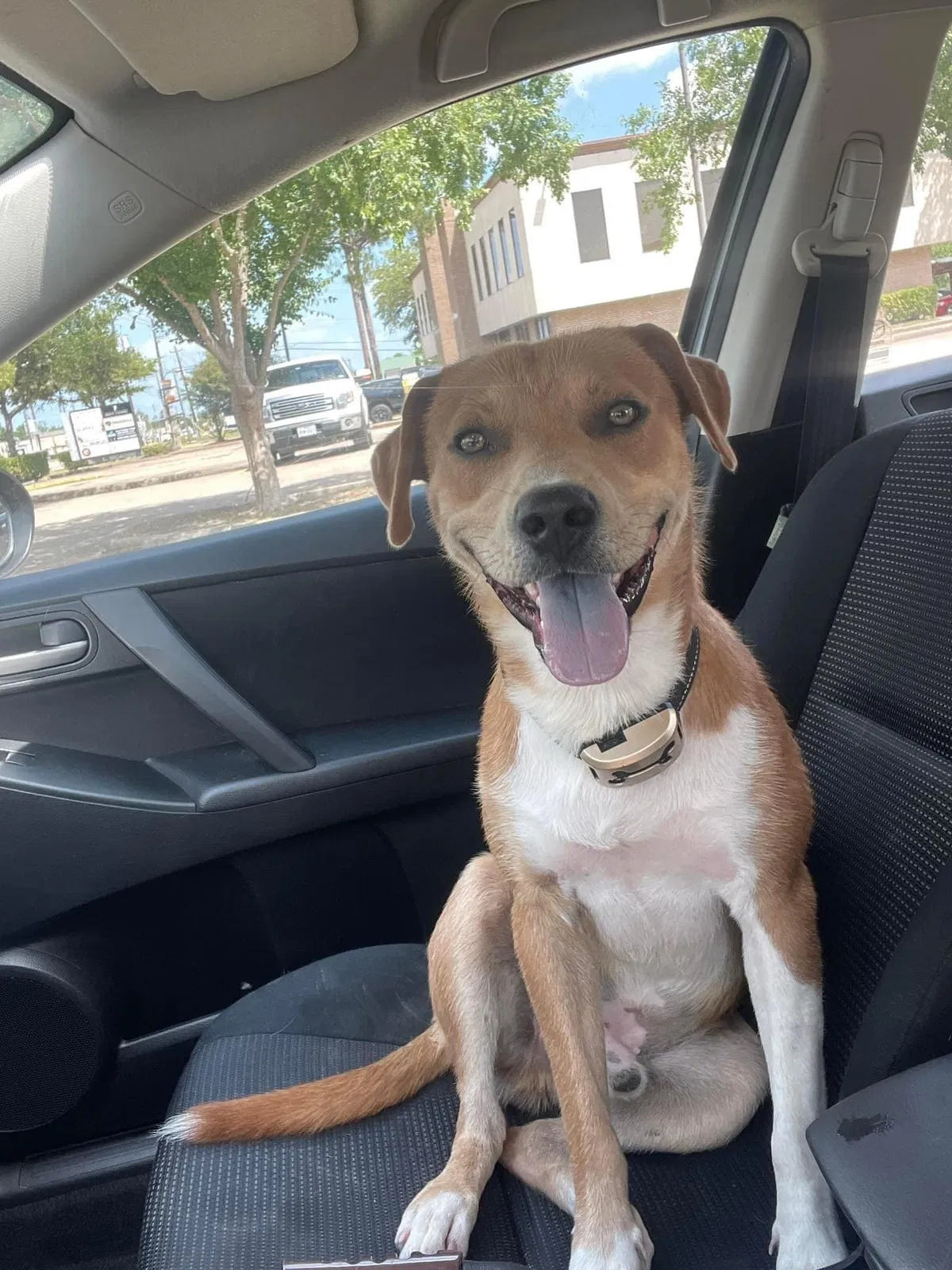 Lost dog in Pearland, TX, 77581