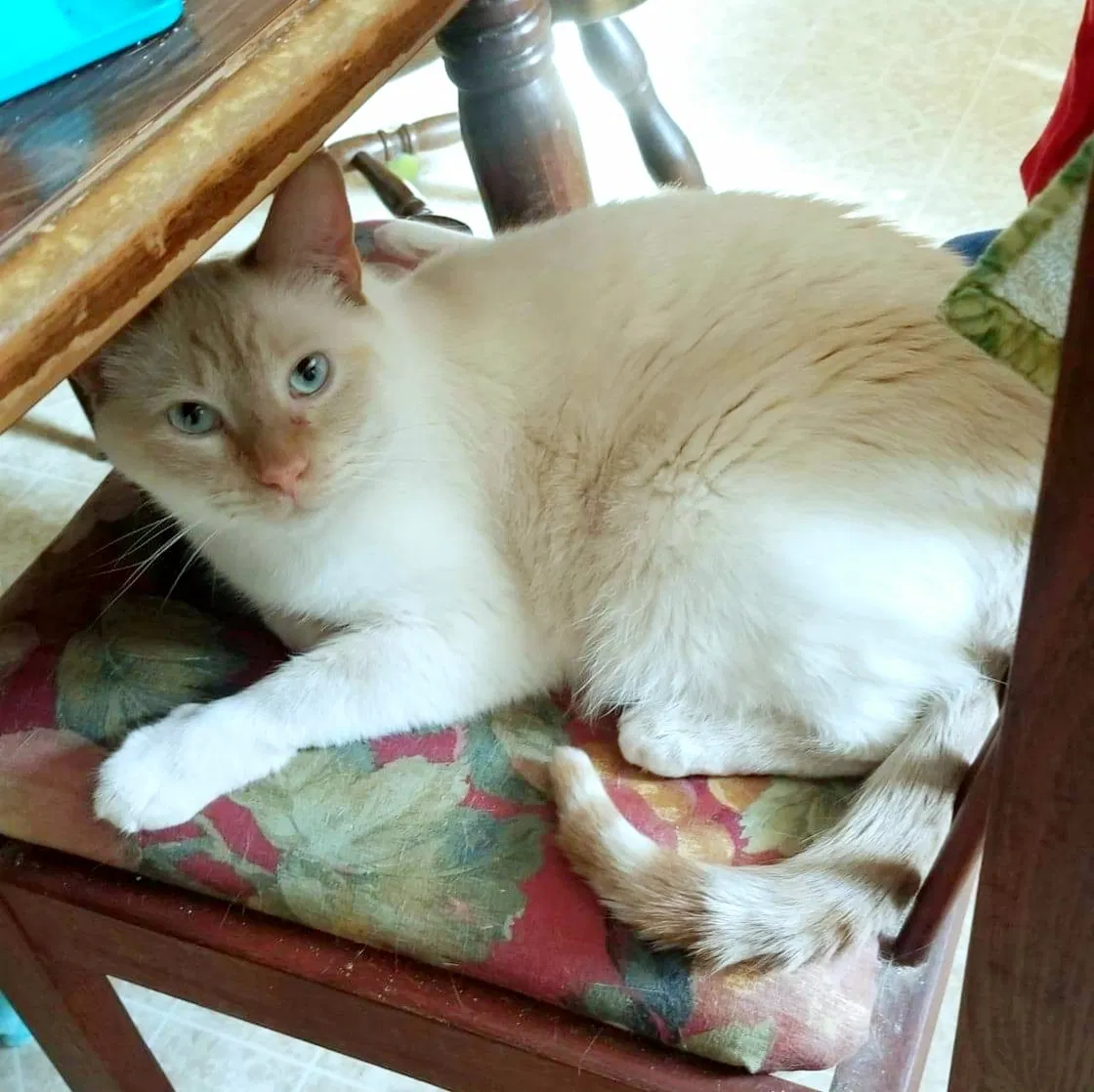 Lost cat in Lafayette, LA, 70501