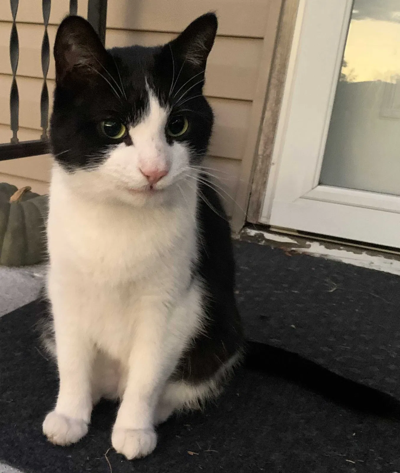 Found cat in Beloit, WI, 53511