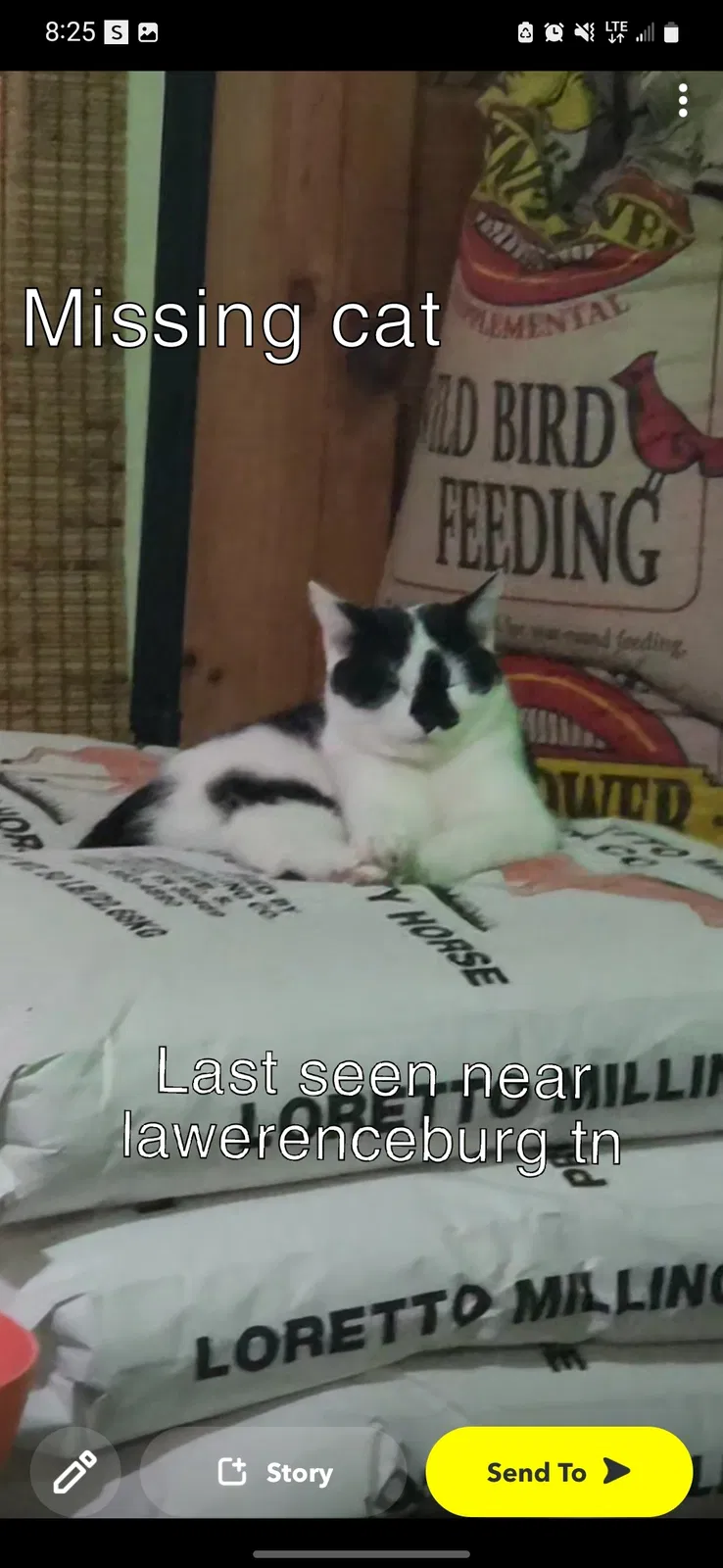 Lost cat in Leoma, TN, 38468