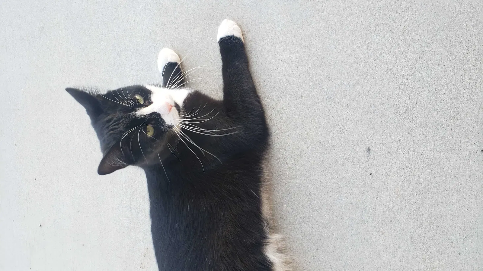 Lost cat in Nampa, ID, 83686
