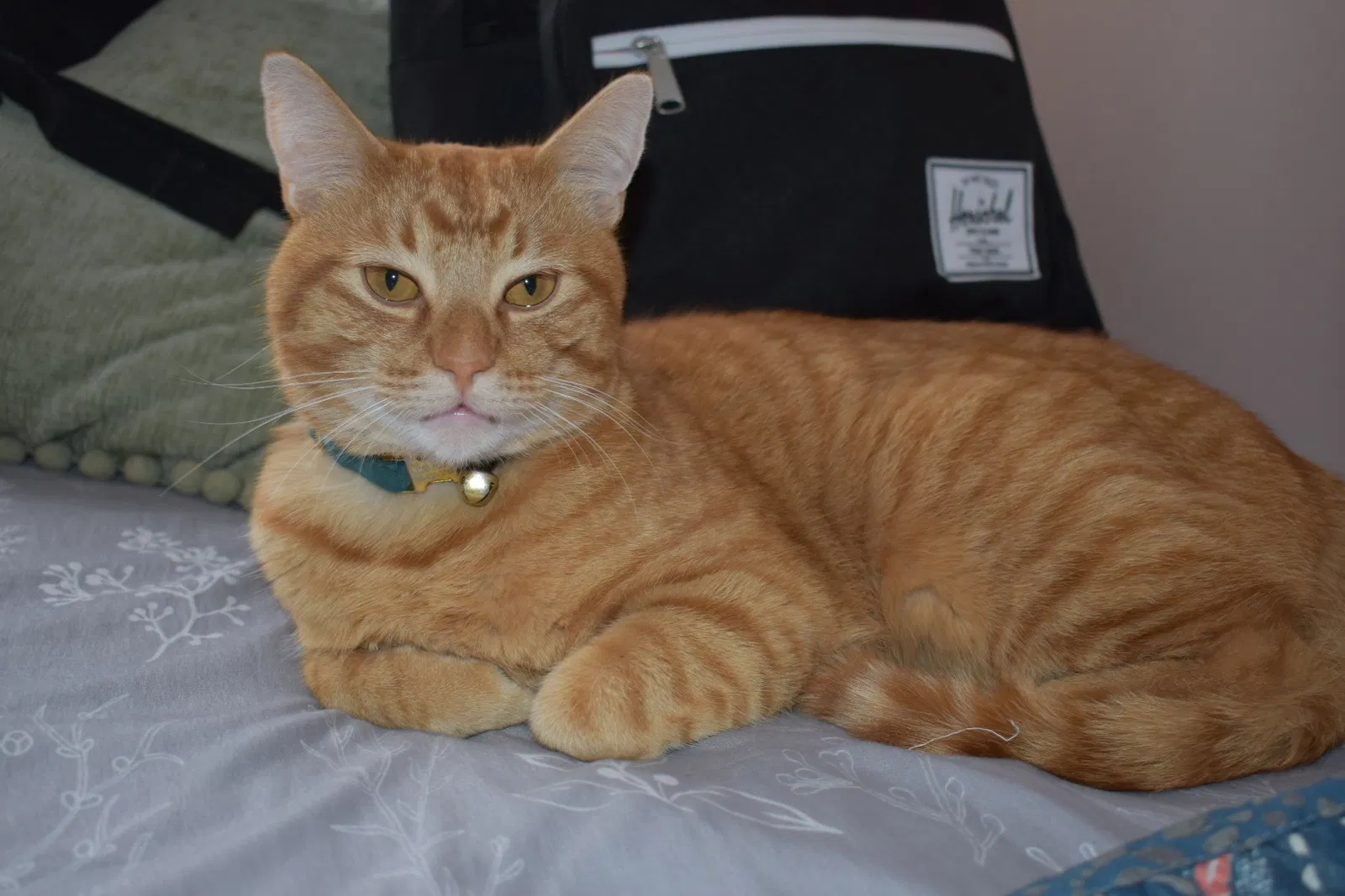 Lost cat in Chicago, IL, 60634