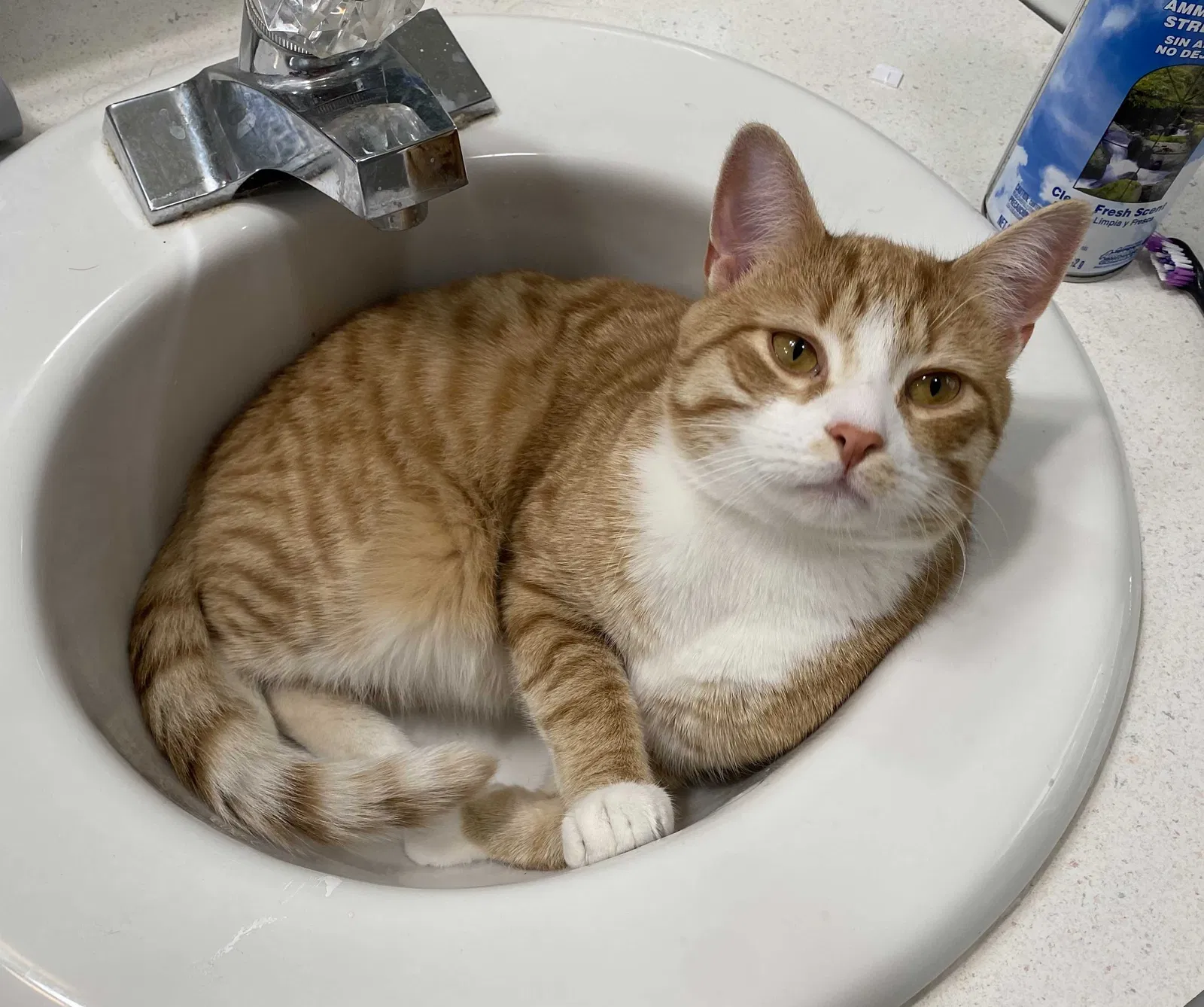 Lost cat in Collegeville, PA, 19426