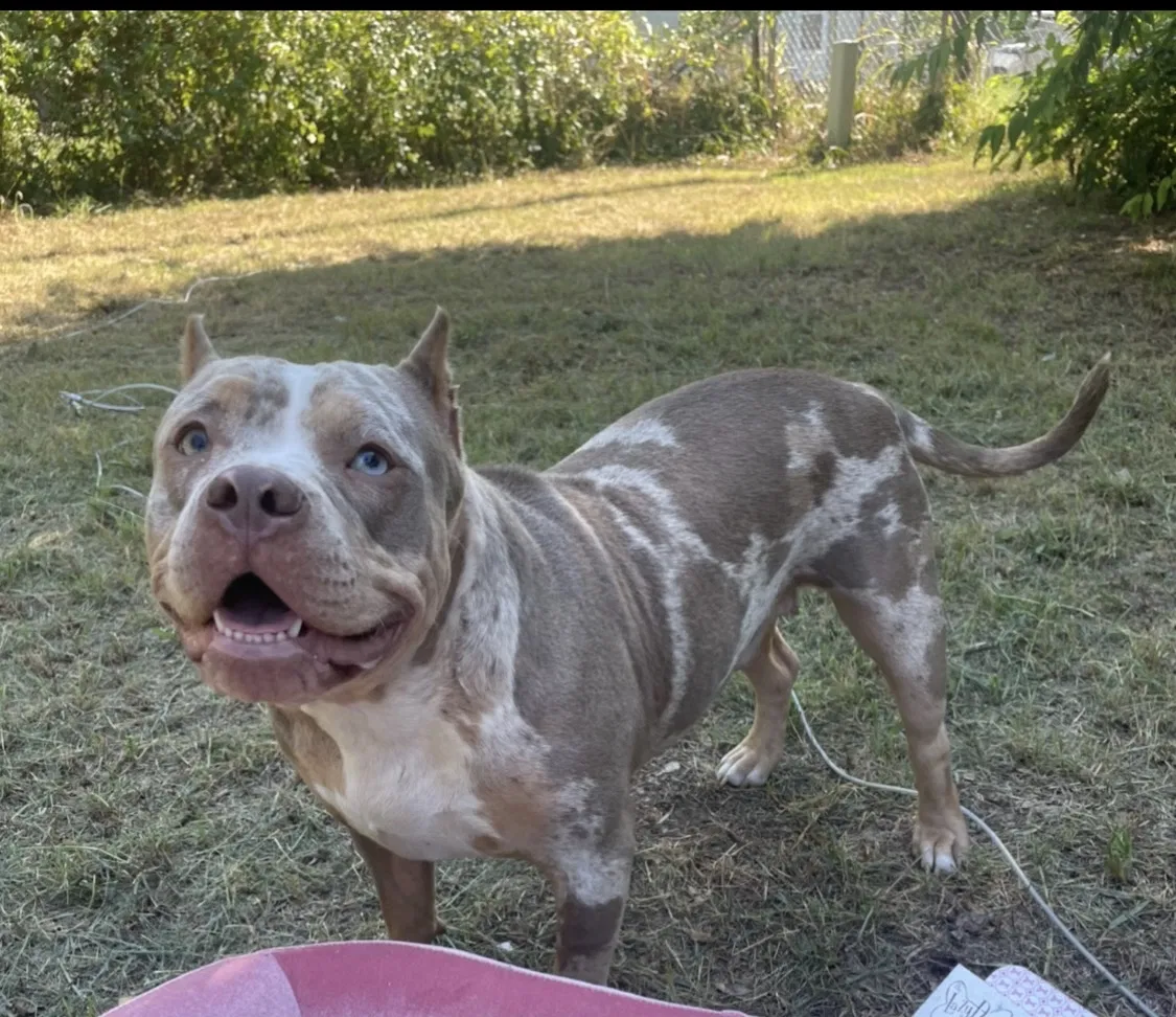 Lost dog in Tulsa, OK, 74106