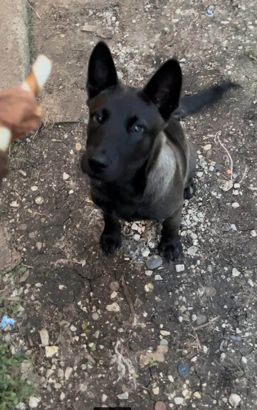 Lost dog in Fort Worth, TX, 76106
