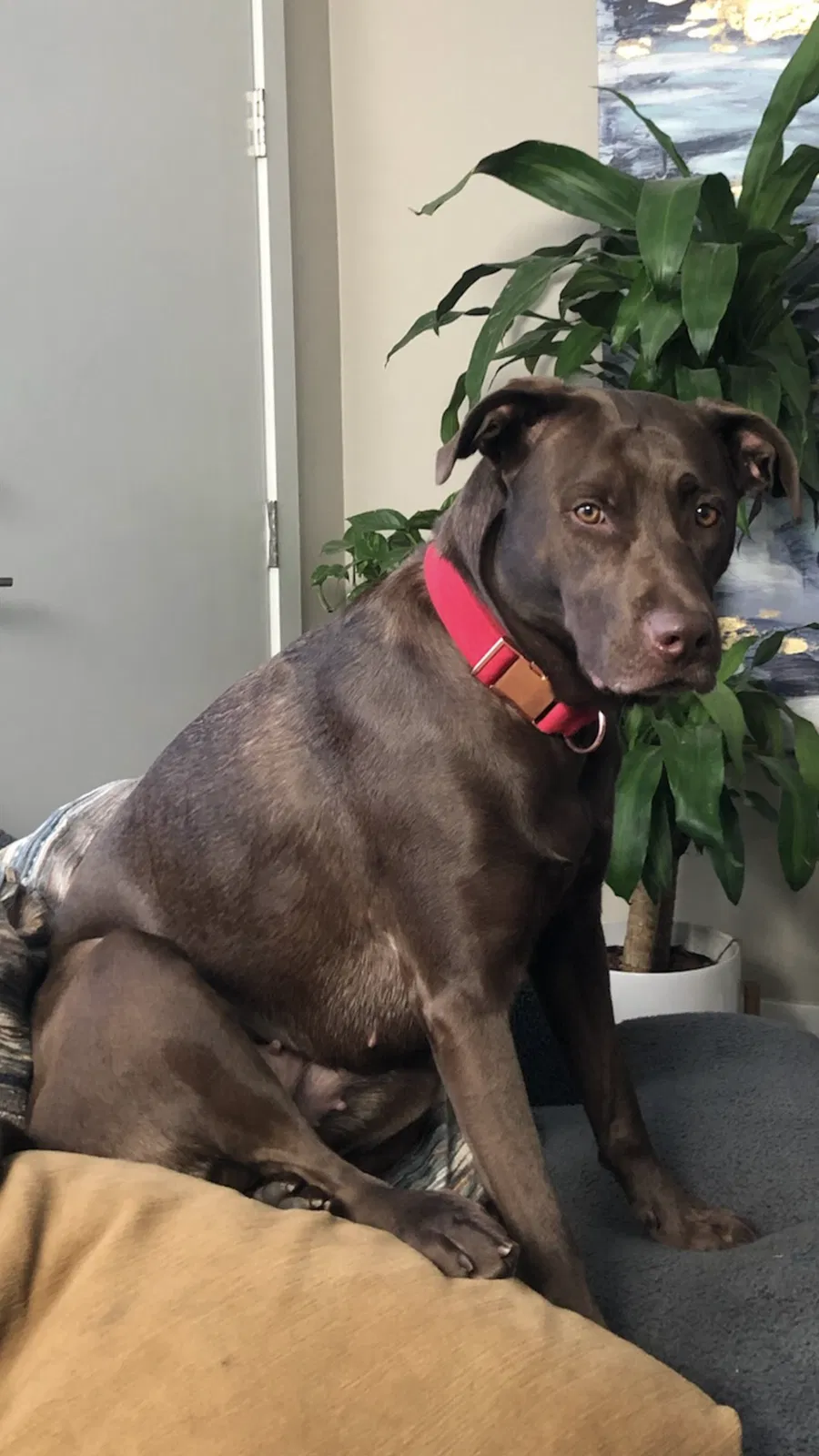 Lost dog in Las Vegas, NV, 89156