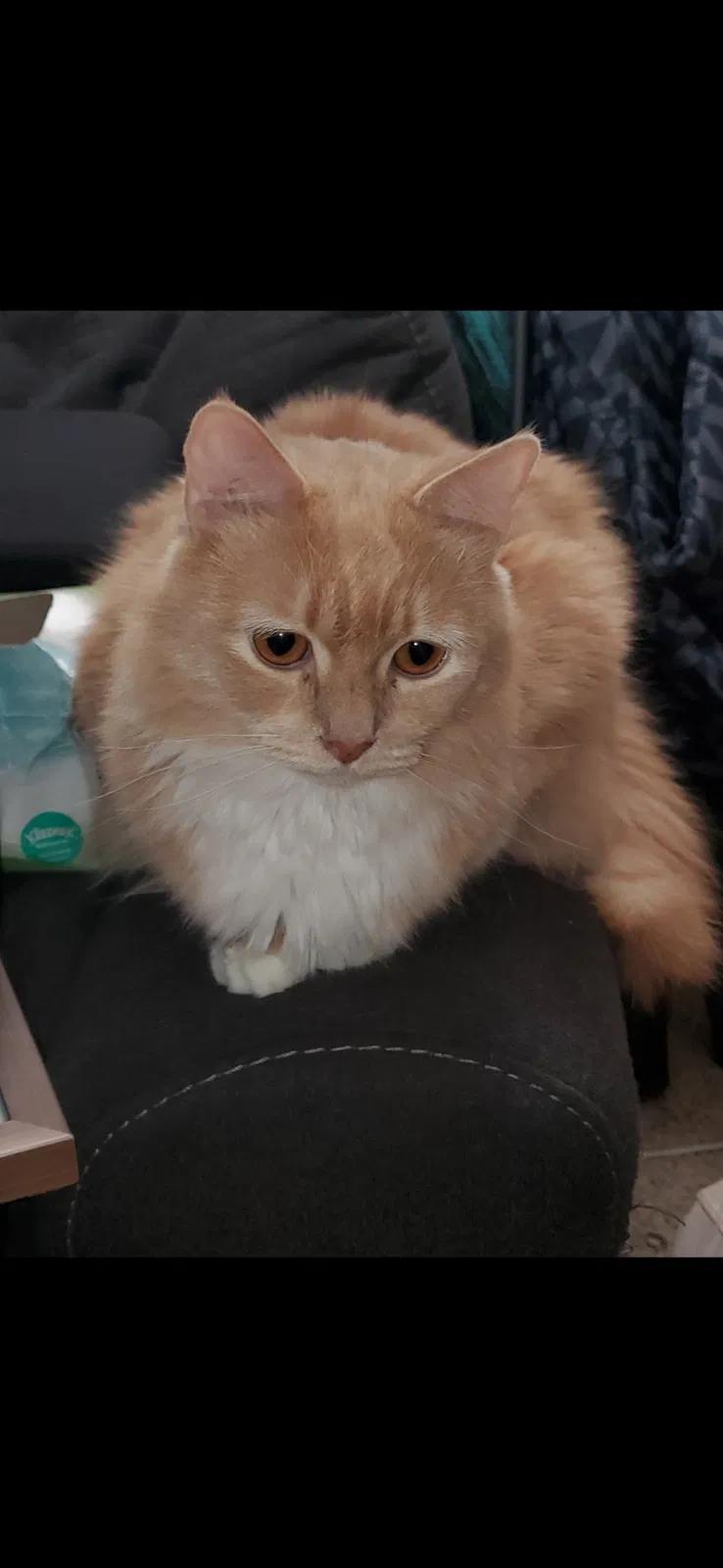Lost cat in Las Vegas, NV, 89113