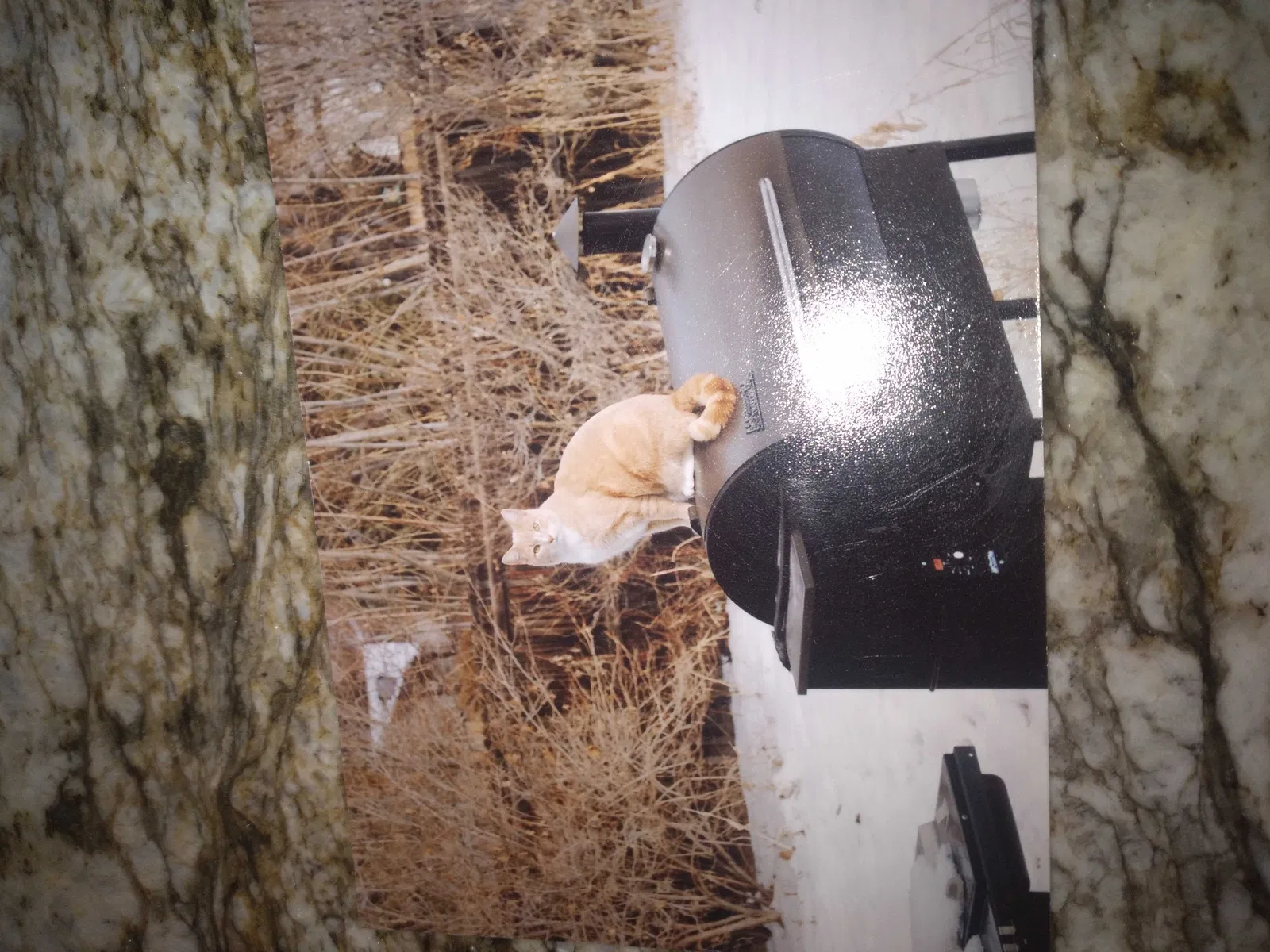 Lost cat in Denver, CO, 80237
