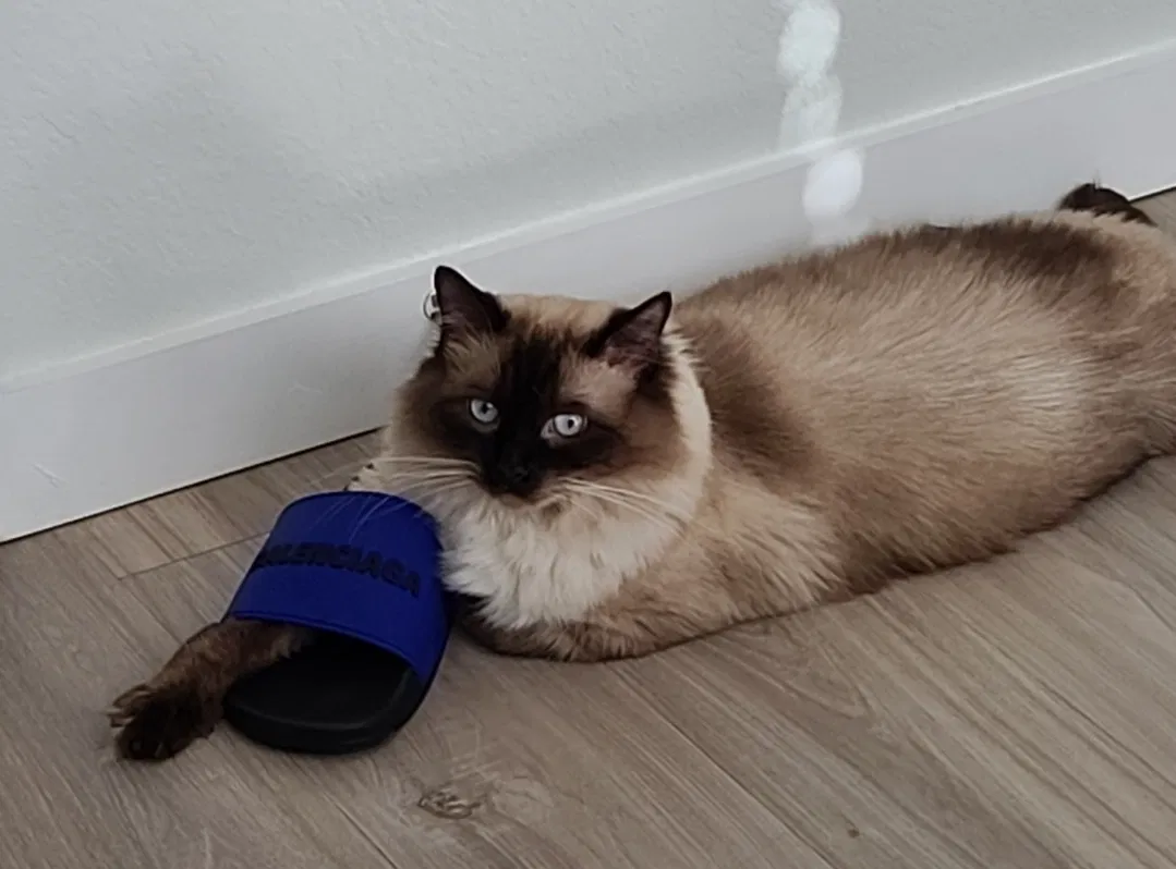 Lost cat in Sarasota, FL, 34234