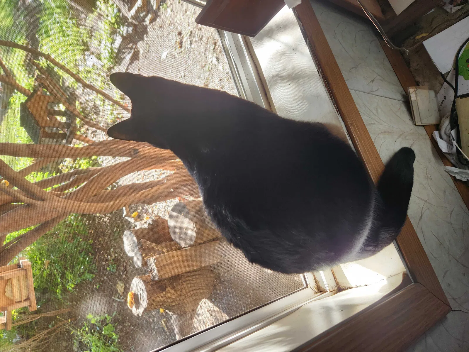 Lost cat in West Chester, PA, 19380