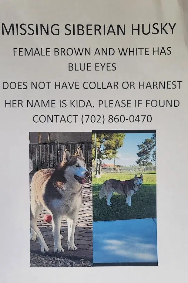 Lost dog in North Las Vegas, NV, 89086