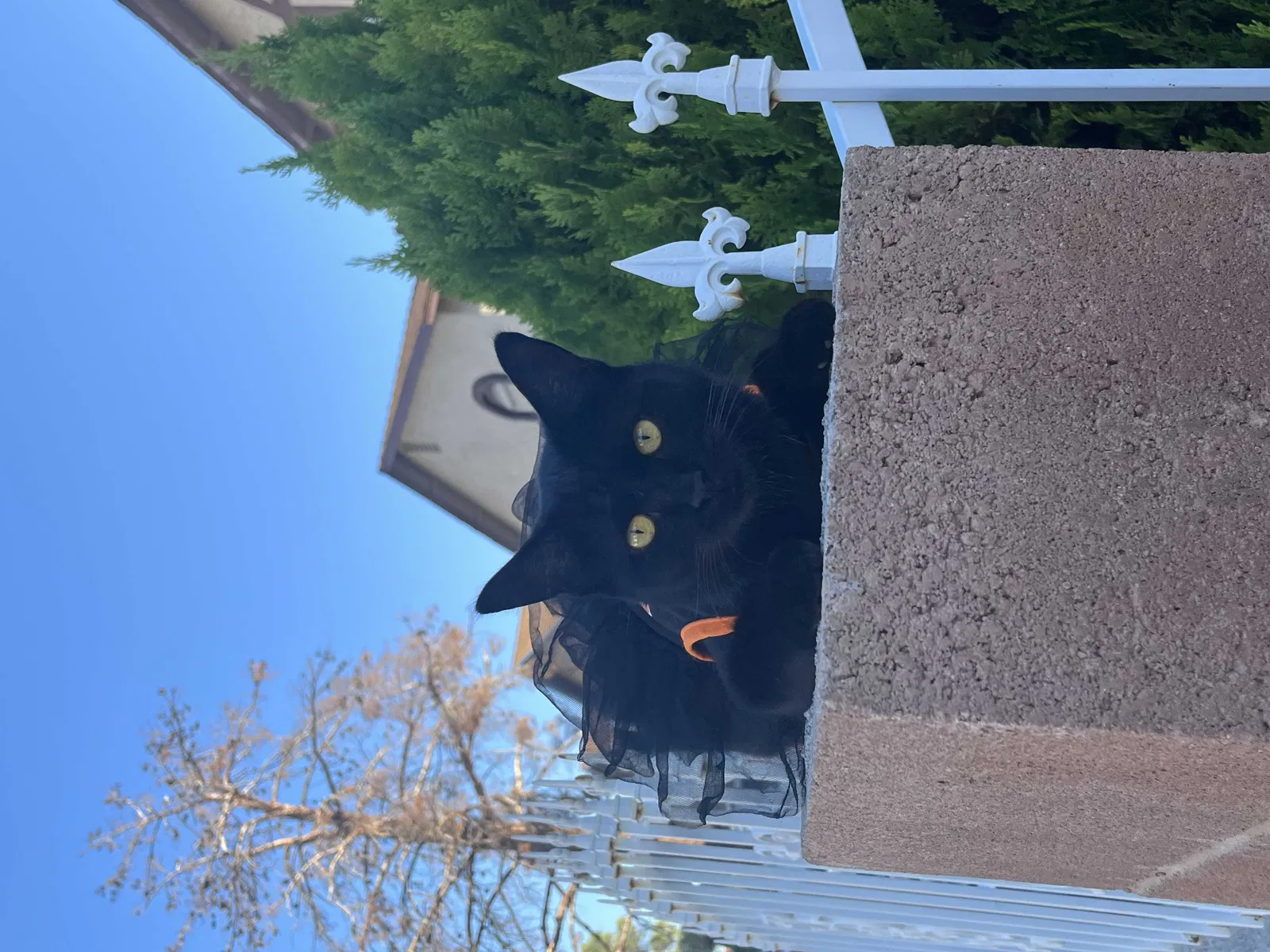 Lost cat in Las Vegas, NV, 89115