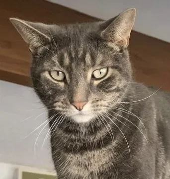 Lost cat in Greenwood, IN, 46142