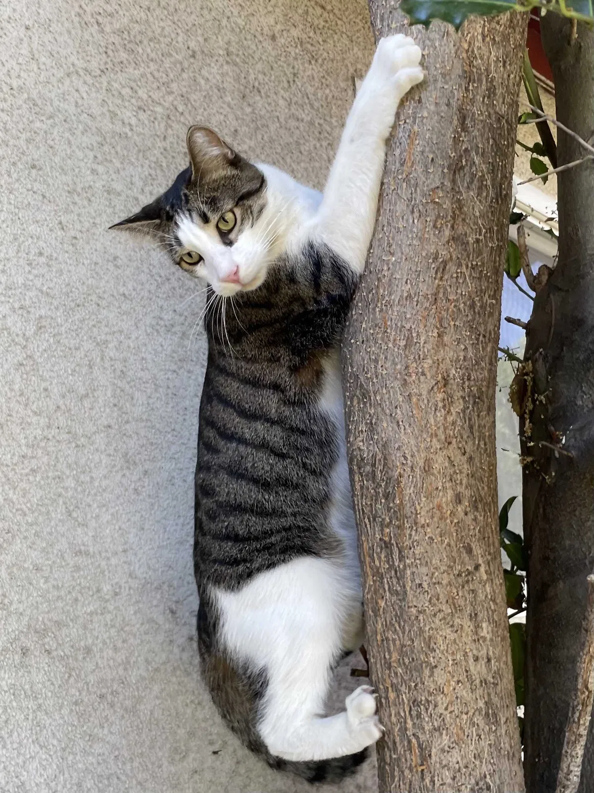 Lost cat in Los Angeles, CA, 90027
