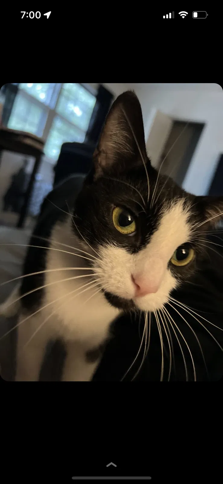 Lost cat in Goldsboro, NC, 27534