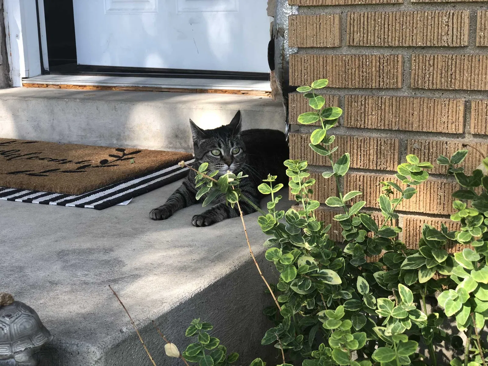Lost cat in Sandy, UT, 84094