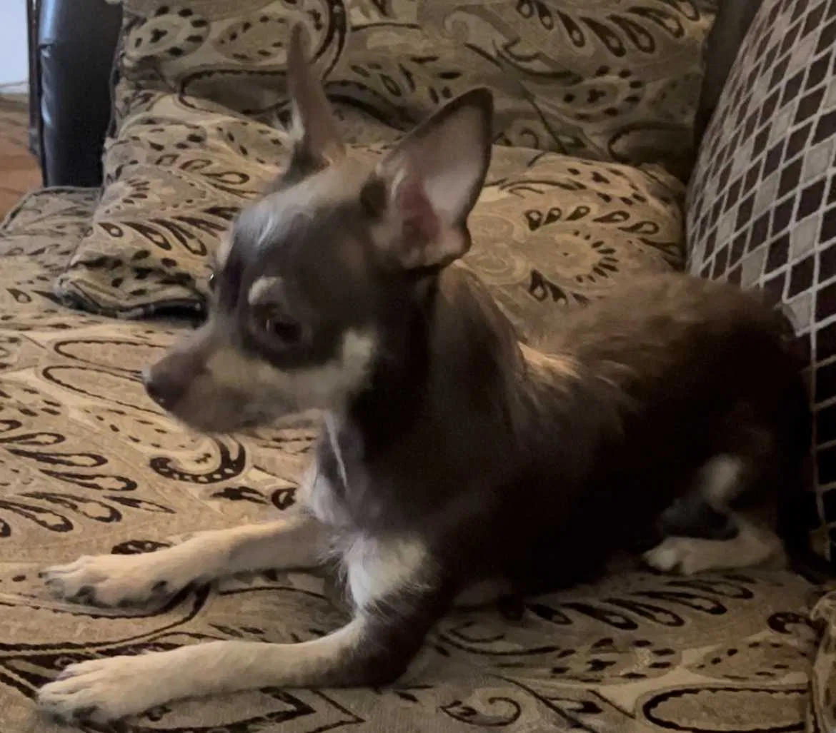 Lost dog in Madera, CA, 93638