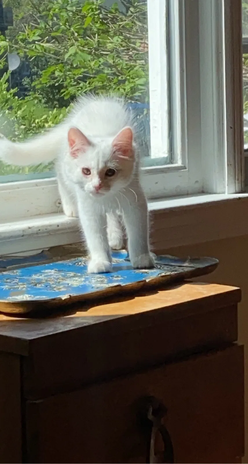 Lost cat in Appleton, WI, 54911