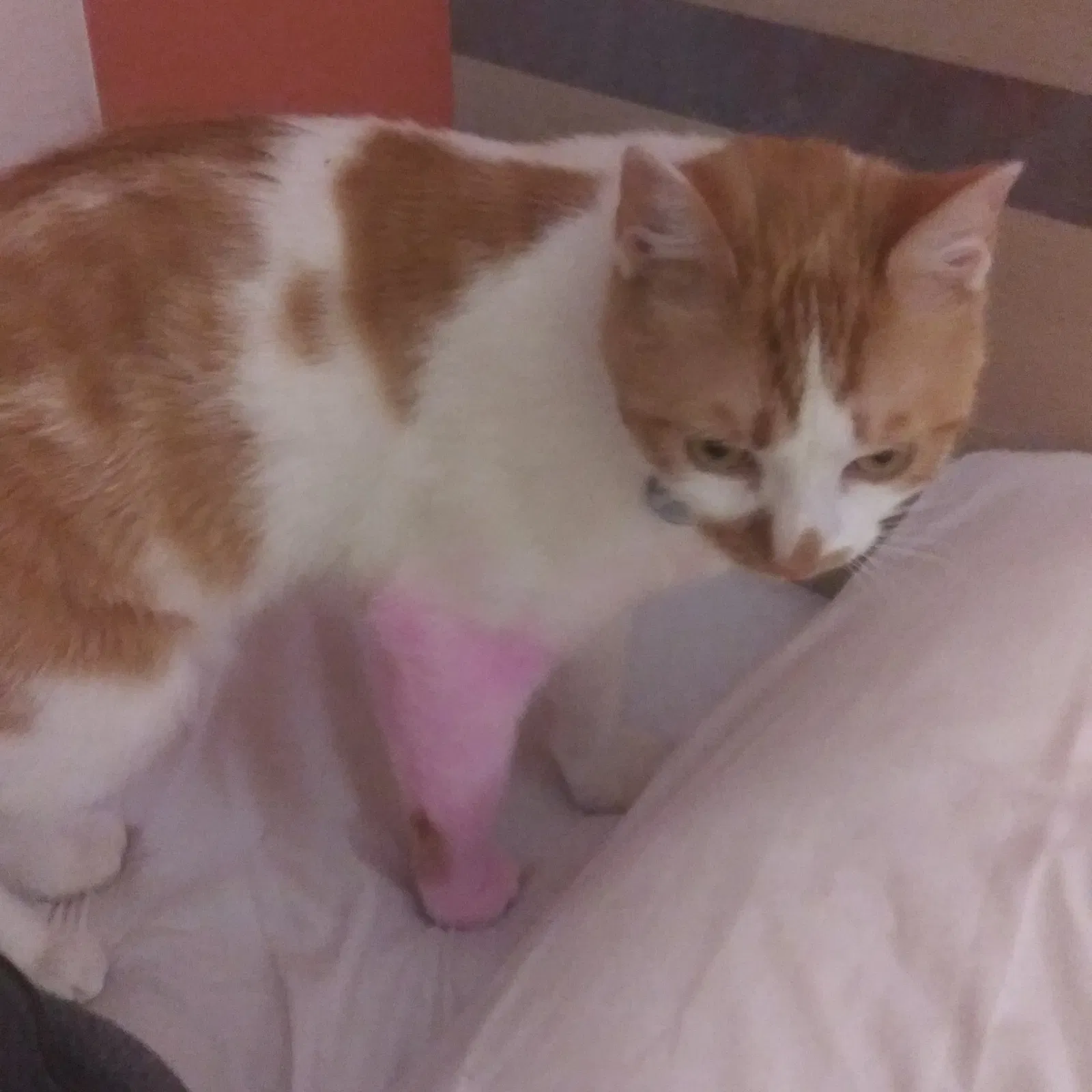 Lost cat in Saint Paul, MN, 55113
