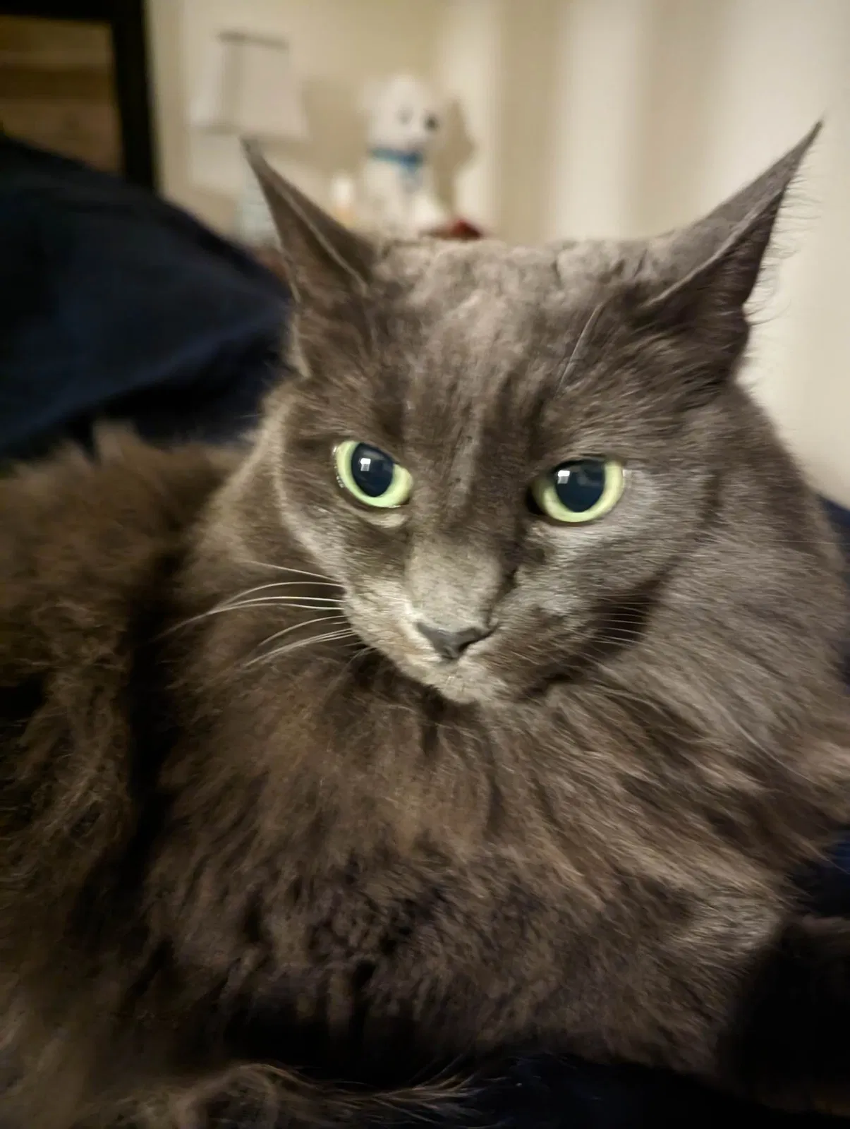 Lost cat in Fairview, OR, 97024