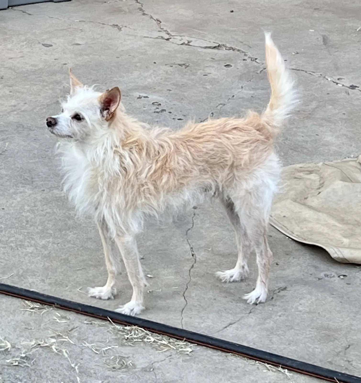 Lost dog in Stockton, CA, 95207