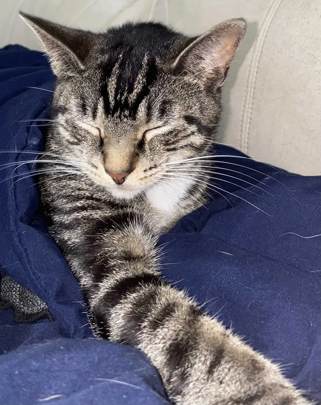 Lost cat in East Peoria, IL, 61611